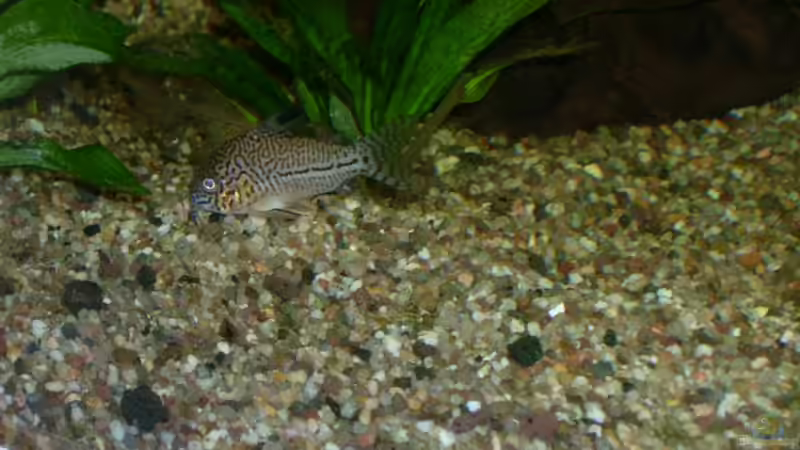 Leopardpanzerwels von Florian Sauer Wehinger (18)