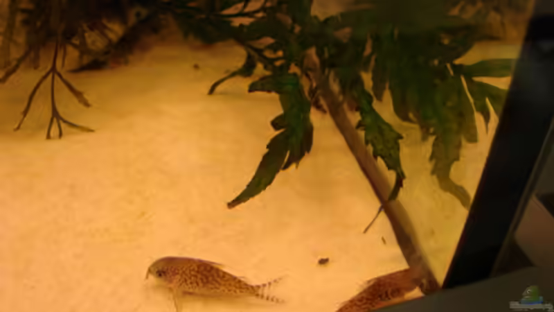 Leopardpanzerwelse von Zorni (12)