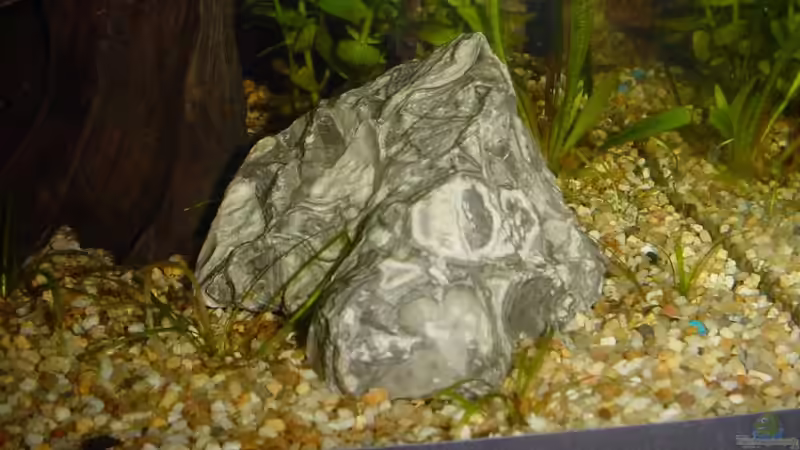 Leopardstein mit Echinodorus Tellenus-Ablegern von Sabine Stark (9)