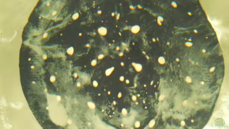 Leopoldie von Leopold68 (38)