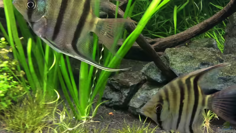 Leopolds Skalar von Princess Nala (5)