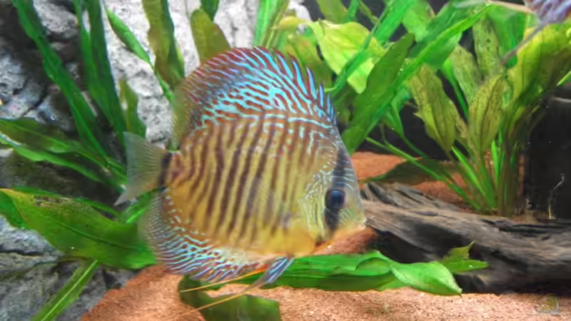 Leosnakeskin ca. 10 Monate alt; 03.09.2010 von Romer (22)