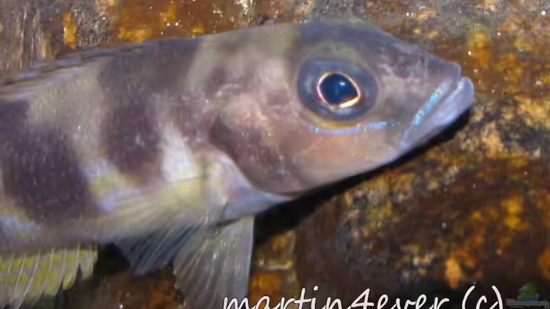 Lepidiolamprologus boulengeri von martin4ever (16)