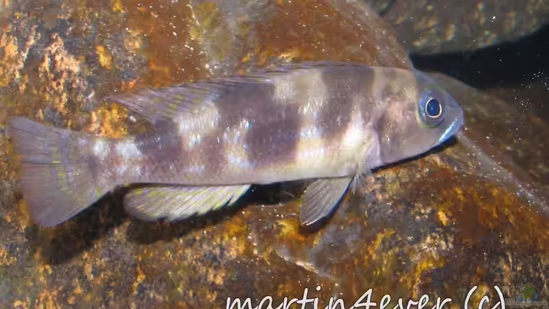 Lepidiolamprologus boulengeri von martin4ever (17)