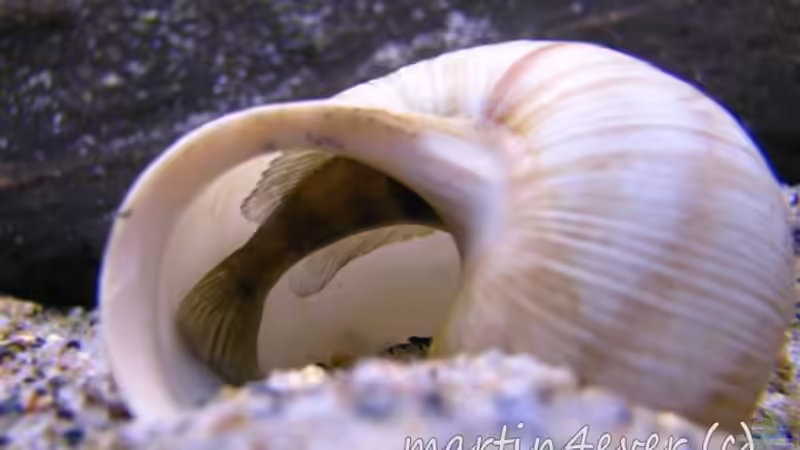 Aquarien mit Lepidiolamprologus boulengeri (Boulengers Schneckenbuntbarsch)