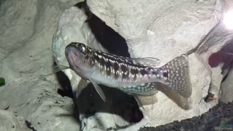 Lepidiolamprologus Kendalli/Nkambae altes Foto  von rayskin (24)