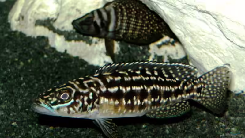 Lepidiolamprologus Kendalli/Nkambae und Altolamprologus Calvus von rayskin (22)