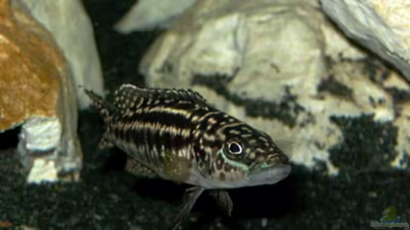 Lepidiolamprologus Kendalli/Nkambae von rayskin (21)