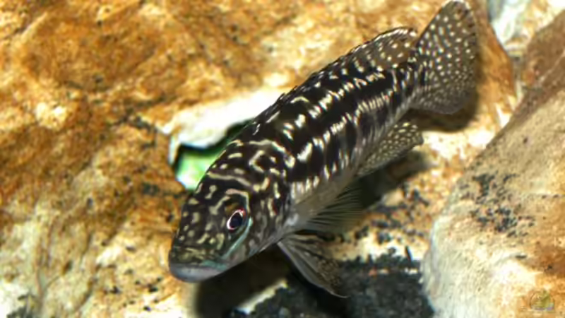Lepidiolamprologus kendalli im Aquarium halten (Einrichtungsbeispiele für Kendalls Tanganjikasee-Buntbarsch)
