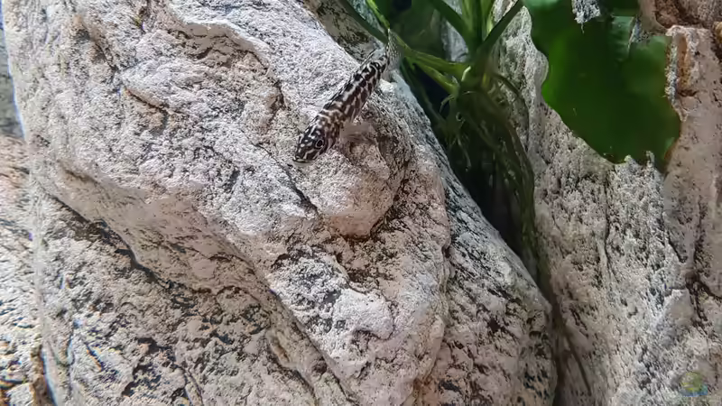 Lepidiolamprologus kendalli im Aquarium halten (Einrichtungsbeispiele für Kendalls Tanganjikasee-Buntbarsch)