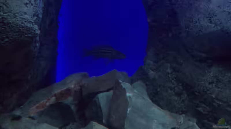 Lepidiolamprologus im Aquarium halten (Einrichtungsbeispiele für Lepidiolamprologus-Arten)