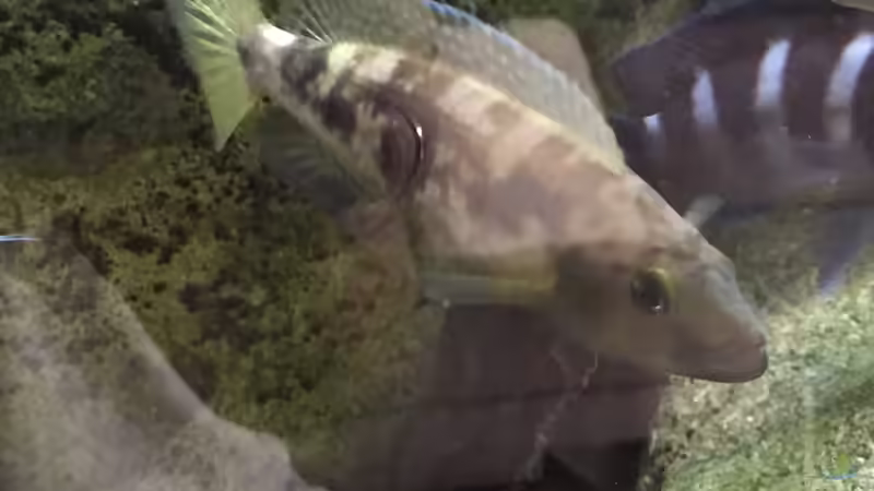 Lepidolamprologus atteneatus von Crenii (13)