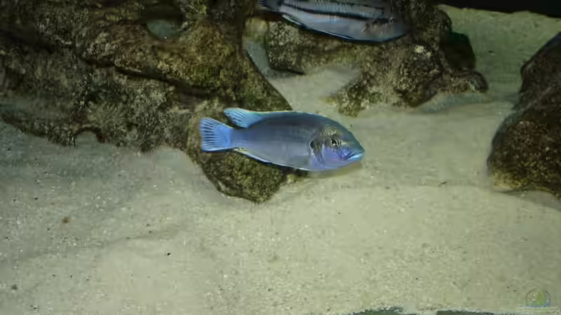 lepidophage von exodus73 (24)