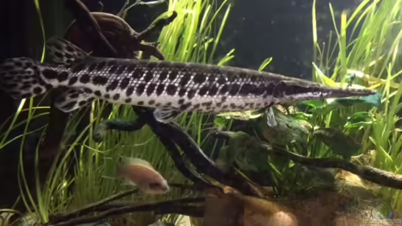 Lepisosteus oculatus im Aquarium halten (Einrichtungsbeispiele für Gefleckte Knochenhechte)