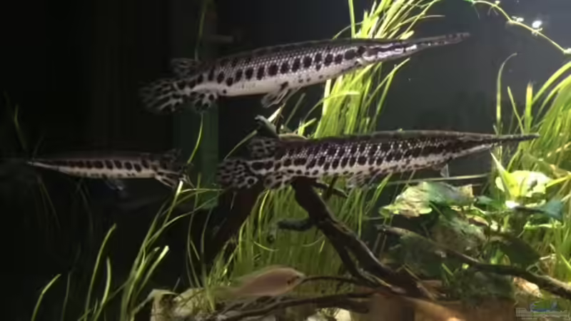 Lepisosteus Arten im Aquarium halten (Einrichtungsbeispiele für Lepisosteus)