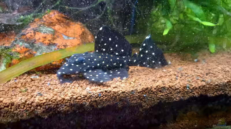 Leporacanthicus sp. ´L 240??? von Acero (37)