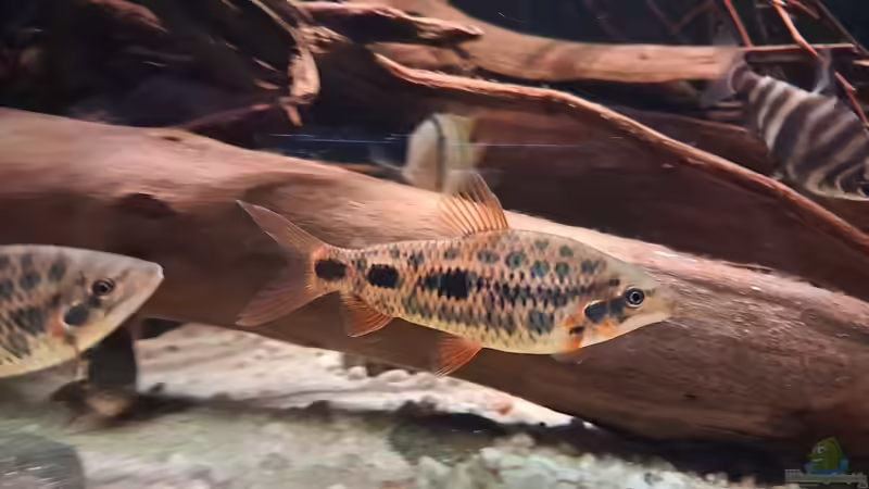 Leporinus sp strawberry im Aquarium halten (Einrichtungsbeispiele für Leporinus sp strawberry)