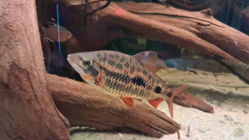 Leporinus sp strawberry im Aquarium halten (Einrichtungsbeispiele für Leporinus sp strawberry)