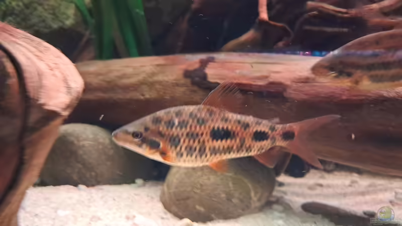 Leporinus sp. Strawberry von Agua viva (20)