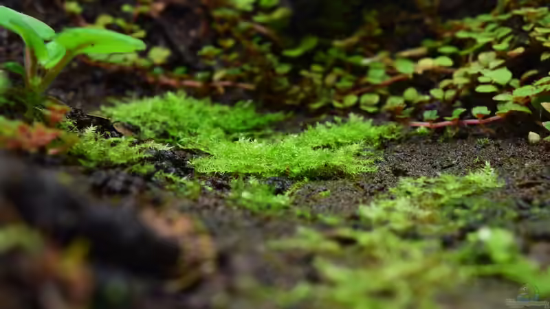 Leptodictyum riparium von Junglist (31)