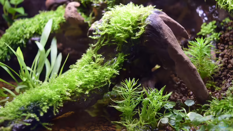 Leptodictyum riparium von Junglist (6)