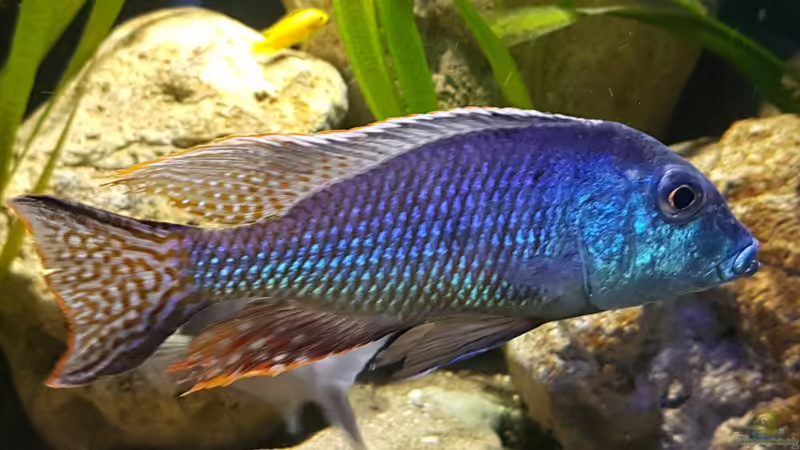 leptodon unter 3000K von Limited (19)