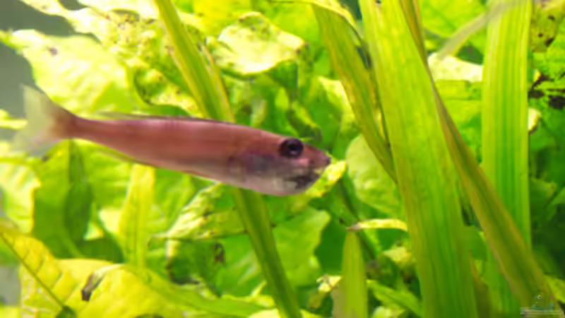 leptosoma mama mit Jungen, eine Woche form Entlassen  von René Drechsler (4)