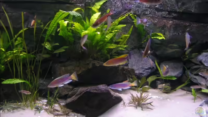 Leptosoma_Mbita_2 von Artur Schumacher (15)