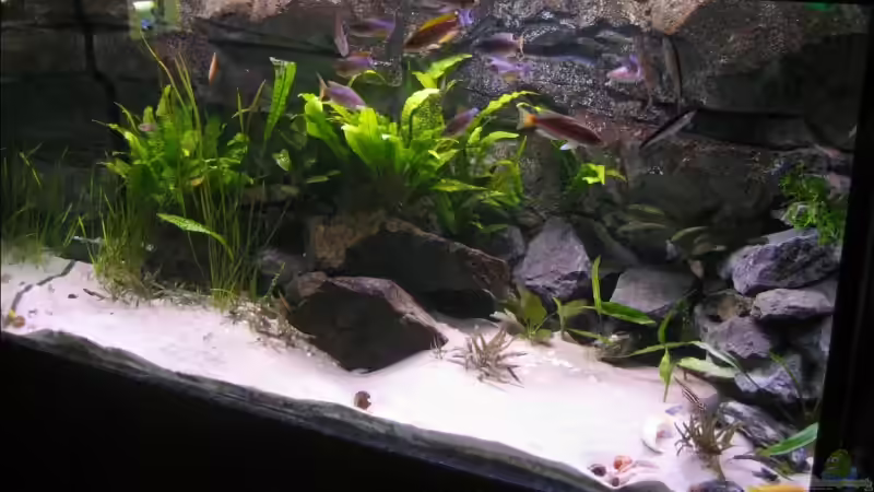 Leptosoma_Mbita_3 von Artur Schumacher (16)