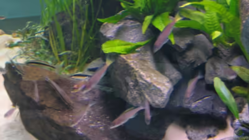 Leptosoma Mpulungu von Artur Schumacher (11)