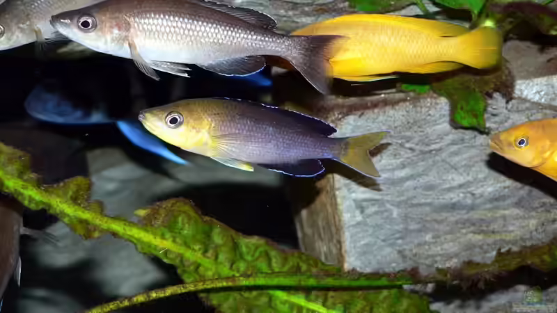 Leptosoma Tricolor von Baeltes (15)