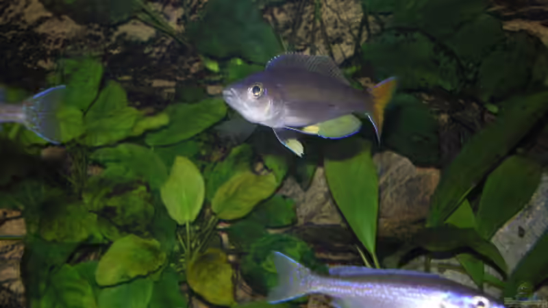 leptosoma von Thomas Wiesner (6)