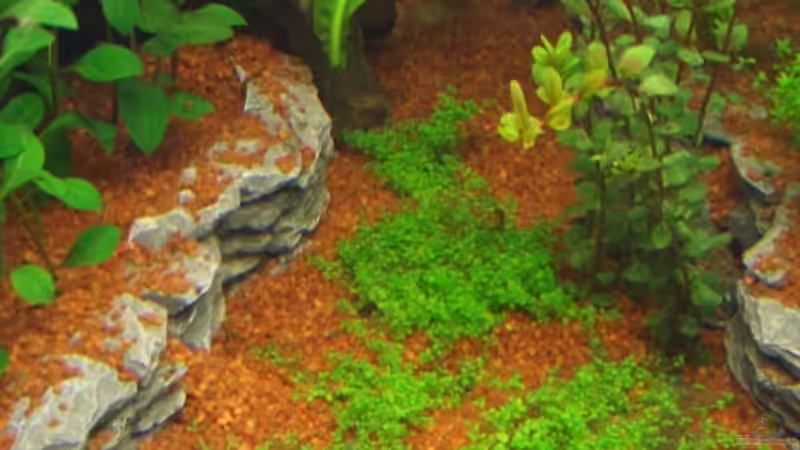 Lernt auch schon laufen ;-) von Zork-Nemesis (19)