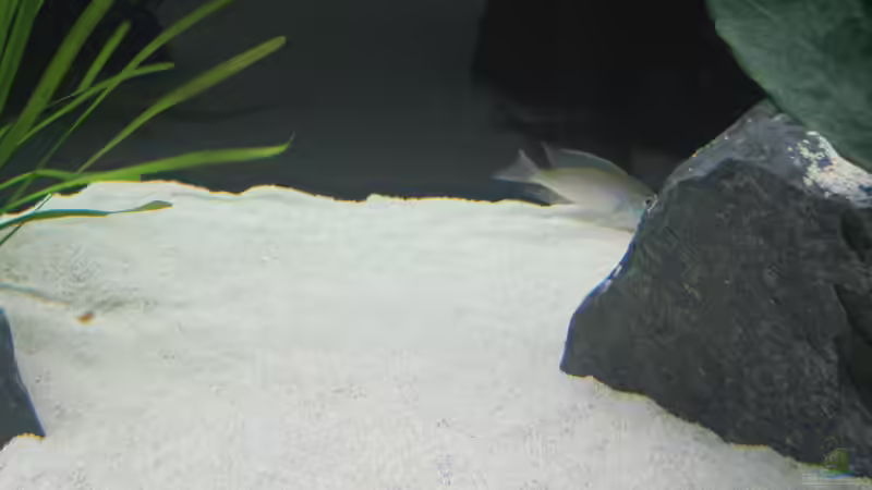 Lethrinops albus kande island von Mazdeur (15)