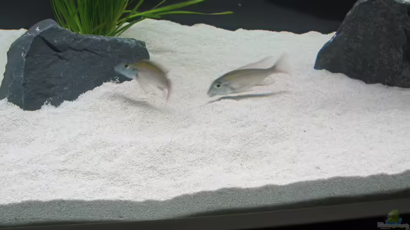 Lethrinops albus kande island von Mazdeur (16)