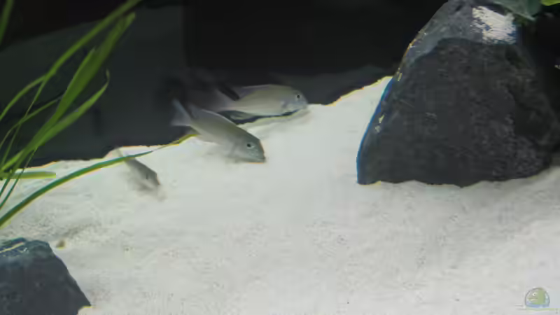 Aquarien mit Lethrinops albus