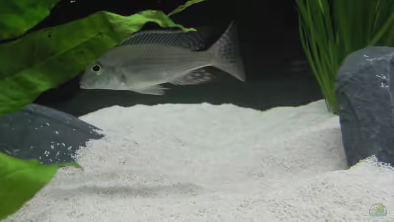 Aquarien mit Lethrinops albus