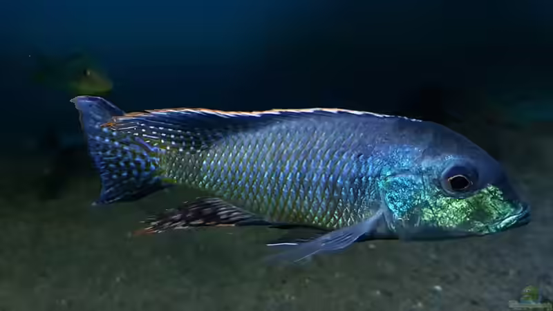 Lethrinops leptodon im Aquarium halten (Einrichtunsbeispiele für Lethrinops leptodon)