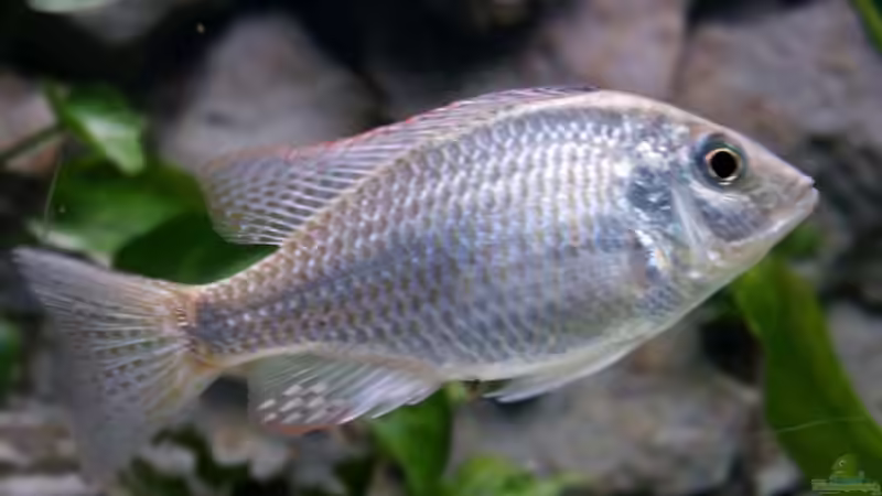 Aquarien mit Lethrinops lethrinus