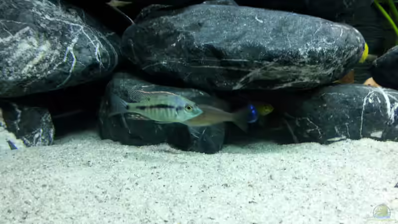 Lethrinops lethrinus (Bock beim Färben) von Moda (45)