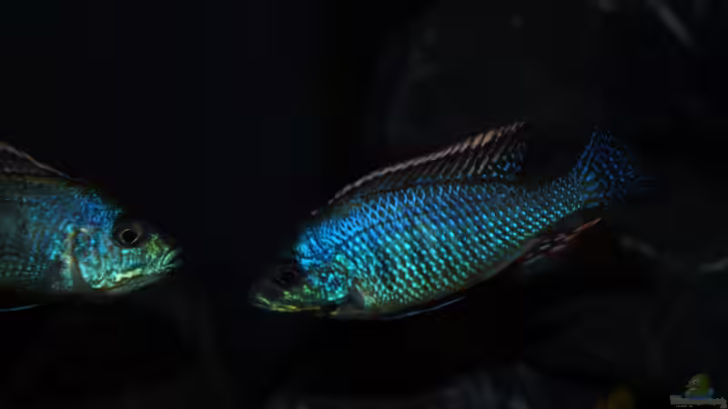 Lethrinops lethrinus von Moda (30)