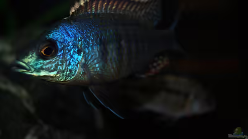 Aquarien mit Lethrinops lethrinus