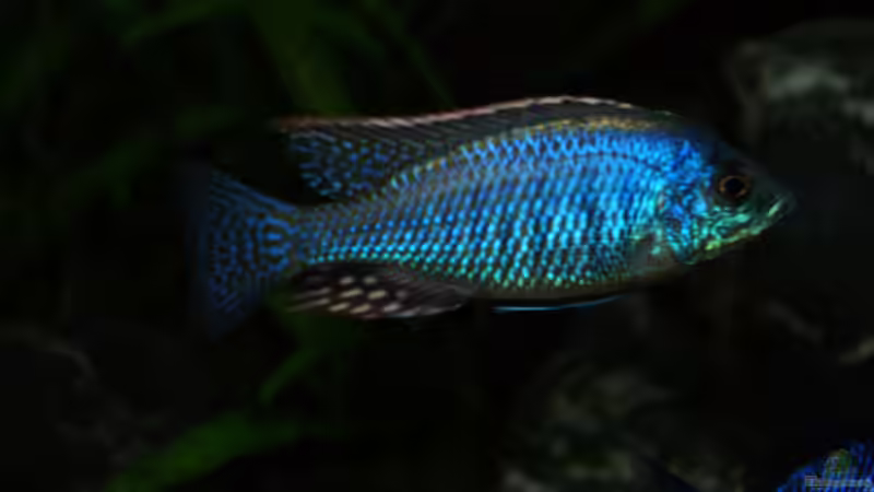 Einrichtungsbeispiele mit Lethrinops