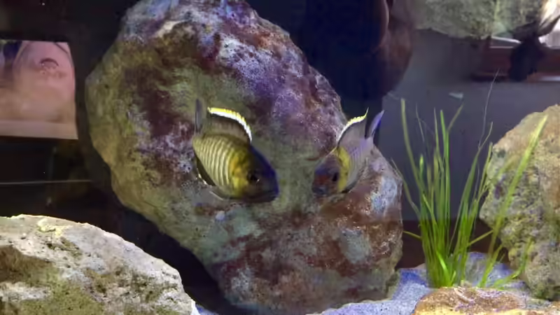 Aquarien mit Lethrinops micrentodon