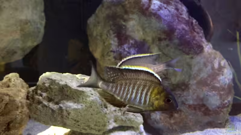 Aquarien mit Lethrinops micrentodon