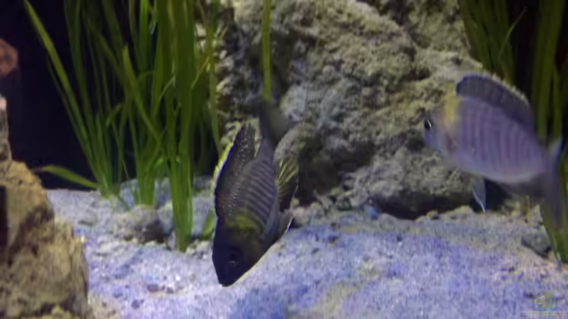 Aquarien mit Lethrinops micrentodon
