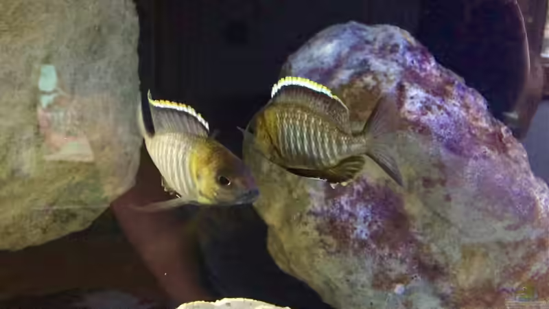 Lethrinops makokola von Marcel Ille (24)