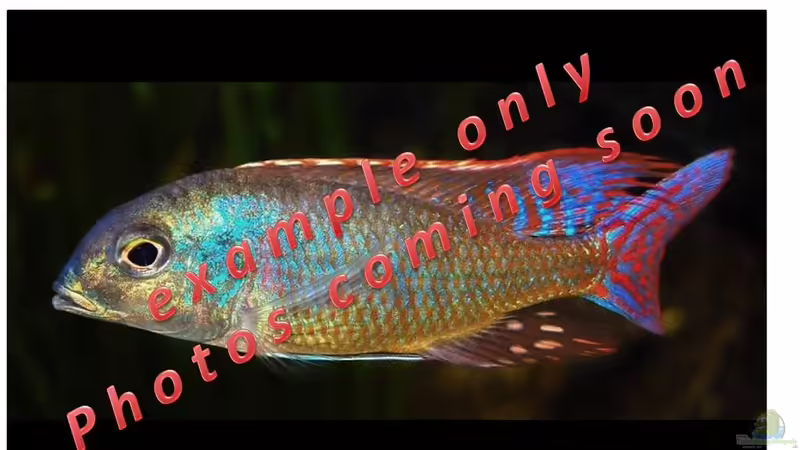 Aquarien mit Lethrinops marginatus