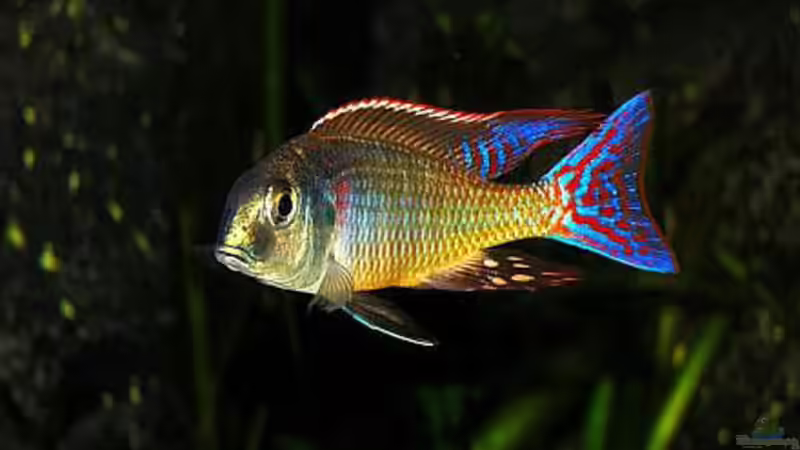 Lethrinops marginatus red fin ab 30. Juni hier zu sehen von Malawigo (31)