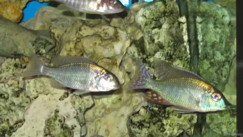 Aquarien mit Lethrinops marginatus